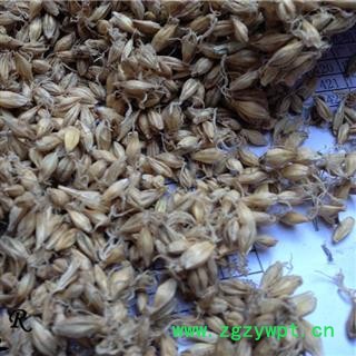 大麦芽  生麦芽 麦芽选货 产地 山东省图2