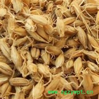 麦芽 生麦芽 产地 山东省图2