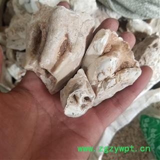 龙齿 大块统货 产地 甘肃 中药材图4