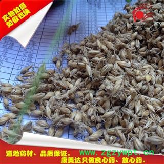 麦芽 生麦芽（全芽） 产地 河南省图2