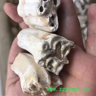 龙齿 白龙齿 选货 产地 内蒙古自治区 买好药找娟子图2