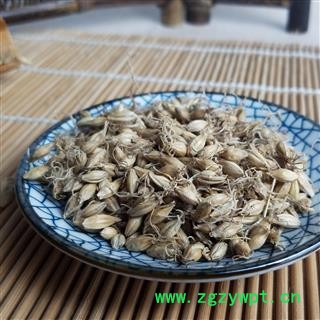 麦芽 精品选装 生麦芽 个个带芽 为冲销量 低价售 精品好药尽在七彩百草图3