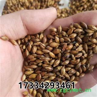 麦芽 大麦茶 产地 河北图4