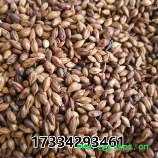 麦芽 大麦茶 产地 河北图2