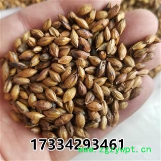 麦芽 大麦茶 产地 河北图3