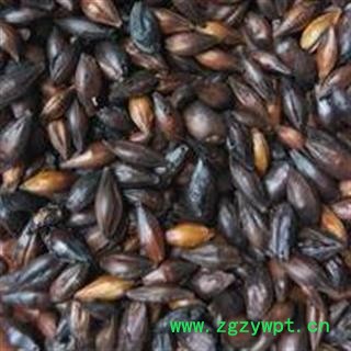 大麦芽 焦麦芽统货 产地 山东省图2