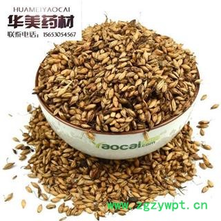 炒麦芽@【华美中药】中药材批发供应【炒麦芽】图2