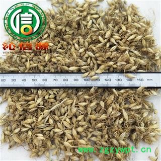 【满包邮】麦芽生货统货散装四川产地直供生麦芽沁信源中药批发图2