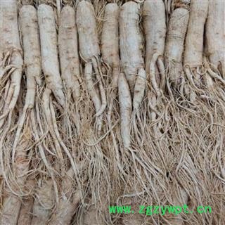 人参 生晒参35支@【华美中药】中药材批发供应【无硫生晒参】图3