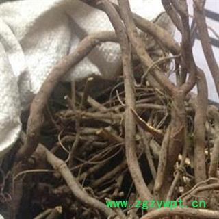 吉康药业白花丹 白花丹根图2