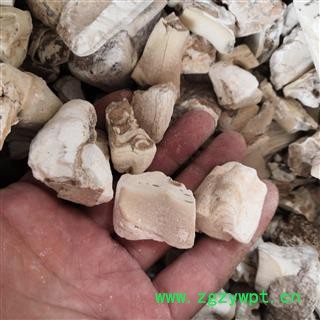 新辉药业正品龙齿 白龙齿 青龙齿图2