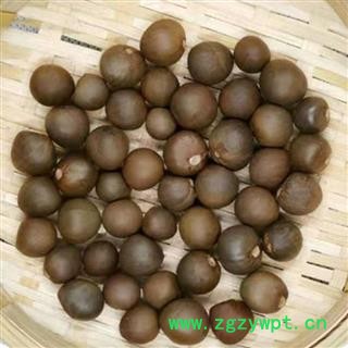 茶树子 茶树籽 茶叶树子 正品保证质量7天无理由退货退款 华安堂图4