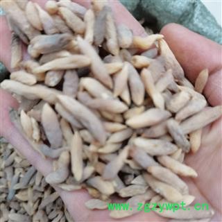 川麦冬 有点有色 油货 统货 7天无理由退货退款图2