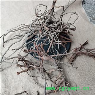 白花丹根 纯野生货正品保证质量7天无理由退货退款 中药材批发 丽丽药业图4