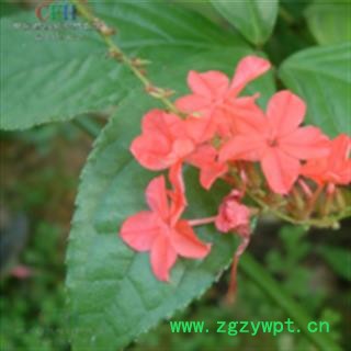 红花丹 紫雪花 紫花丹  谢三娘 价格电谈 正品保证质量7天无理由退货退款 华安堂图2