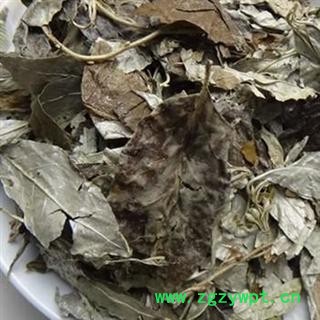 秃子 01 胡秃子叶 统 产地 江苏省连云港市东海县图2