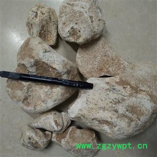 土龙骨 土龙骨大块 产地 甘肃 华美中药 产地直销 重在品质图3