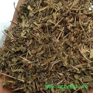 双肾草 肾阳草 一根葱 对对参 鸡肾参 秤砣草 华安堂图4