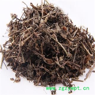 双肾草 肾阳草 一根葱 对对参 鸡肾参 秤砣草 华安堂图3