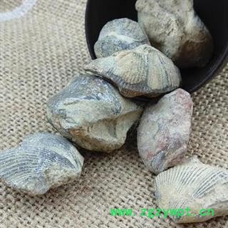 石燕 石燕子正品保证质量 中药材批发 安品堂图2