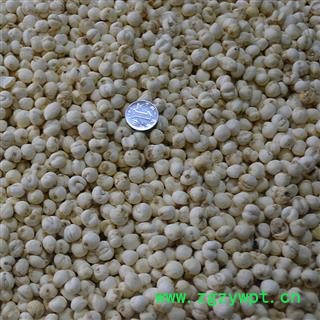 贝母 豆贝选货 产地 吉林省 华美中药图3