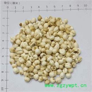 贝母 豆贝选货 产地 吉林省 华美中药图4