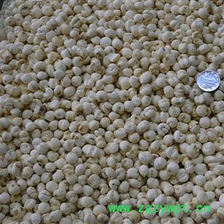 贝母 豆贝选货 产地 吉林省 华美中药图2