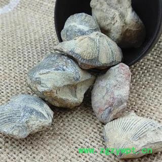 石燕 石燕子正品保证质量7天无理由退货退款 中药材批发 丽丽药业图3