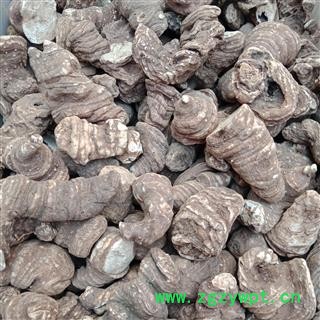 重楼个子中选 云南重楼个子 中选货正品保证质量7天无理由退货退款 中药材批发 丽丽药业图3