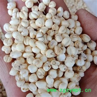 平贝母 小平贝正品保证质量7天无理由退货退款 中药材批发 丽丽药业图2