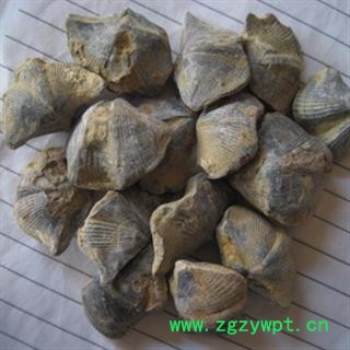 新辉药业石燕 大石燕子 燕子石 水飞石燕图2