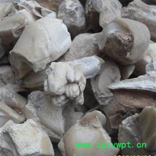 小超中药材超市 龙齿 02 龙齿 选 产地 黑龙江省图2