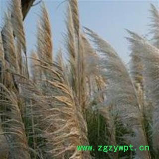 水芦荻根 水竹 过江龙 过江芦荻 价格电话谈 华安堂图2
