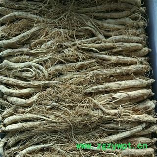 人参 生晒参60支 产地 吉林省 华美中药 产地直销 重在品质图3