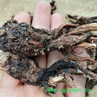麻布七 穿心莲 破布七 九连环 龙骨七 正品保证质量 华安堂图2