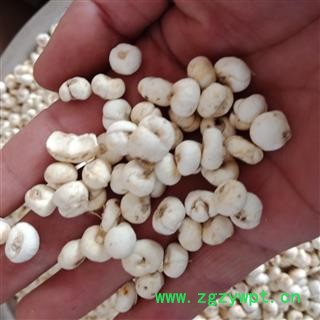 丽丽药业 贝母 平贝母 中药材批发 大号正品保证实图拍照7天无理由退货退款图2