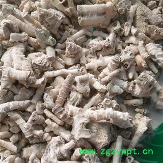 新辉药业正品鹅管石 钟乳滴乳石 珊瑚鹅管石图3