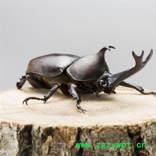 独角仙正品保证质量7天无理由退货退款 华安堂图3