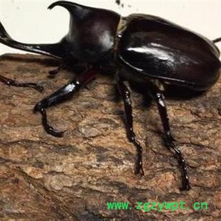 独角仙正品保证质量7天无理由退货退款 华安堂图2