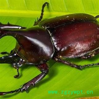 独角仙正品保证质量7天无理由退货退款 华安堂图4