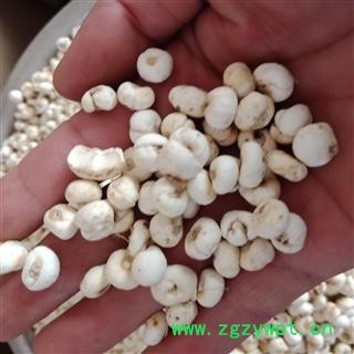 丽丽药业 平贝母中药材批发 贝母大号正品保证实图拍照7天无理由退货退款图2
