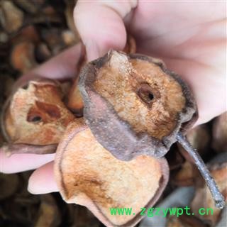 安祁名药碧桃干 山梨干 梨干图3