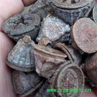 安祁名药正品一口钟 桉树果图2