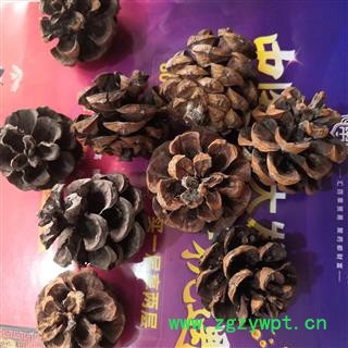 安祁名药松果 松塔  实物拍摄图2