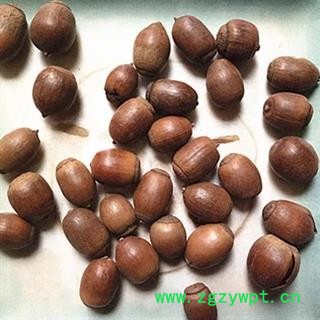 安祁名药橡实 橡子图2