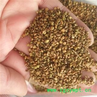 安祁名药正品莳萝子 石落子 并非千里香图2