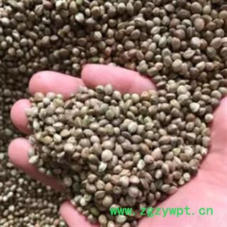 安祁名药正品中药材火麻仁图3