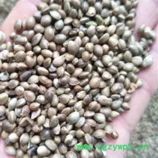 安祁名药正品中药材火麻仁图2