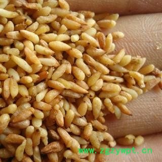 德誉堂药业 柏子仁 98货 选柏子仁 产地 山东省图2