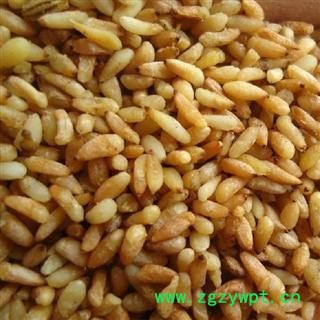 德誉堂药业 柏子仁 98货 选柏子仁 产地 山东省图3